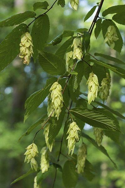 Ostrya Virginiana - View 14 from www redcrocus com