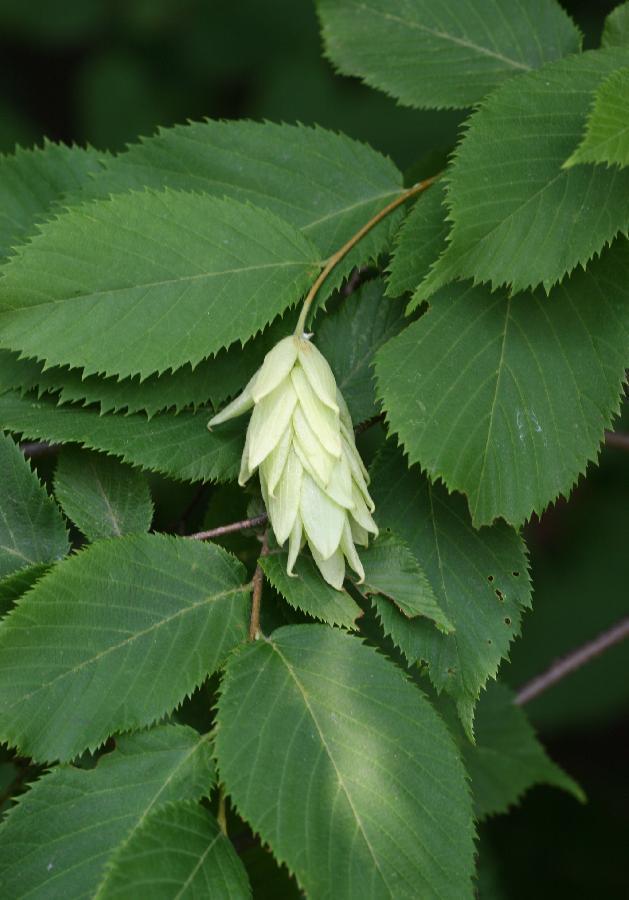 Ostrya Virginiana - View 17 from www redcrocus com