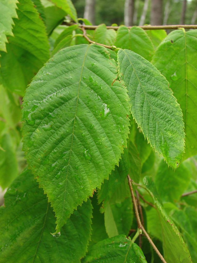 Ostrya Virginiana - View 18 from www redcrocus com