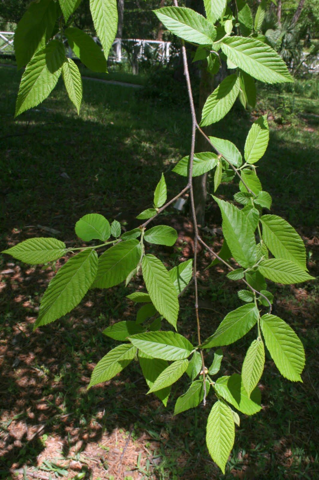 Ostrya Virginiana - View 20 from www redcrocus com