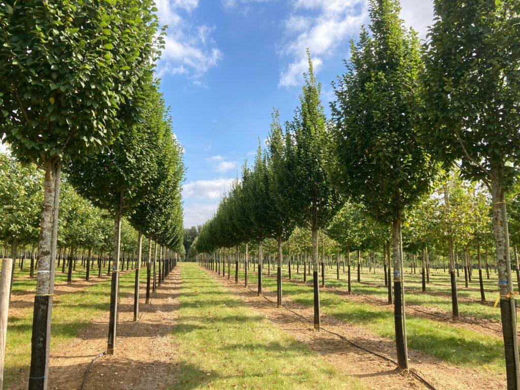 Carpinus Betulus Lucas Low Branch - View 11 from www redcrocus com