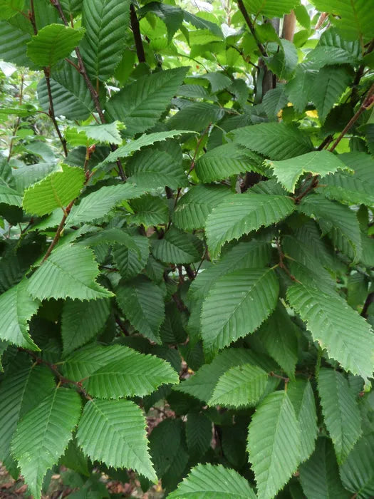 Carpinus Betulus Lucas Low Branch - View 12 from www redcrocus com