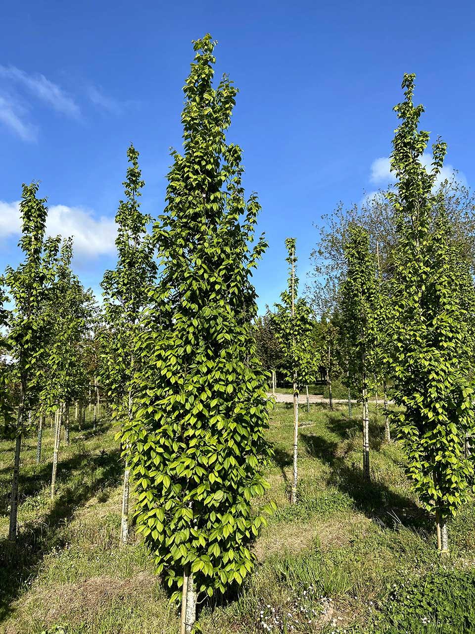 Carpinus Betulus Lucas Low Branch - View 12 from www redcrocus com