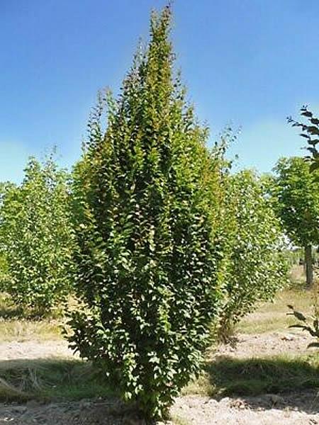 Carpinus Betulus Lucas Low Branch - View 13 from www redcrocus com