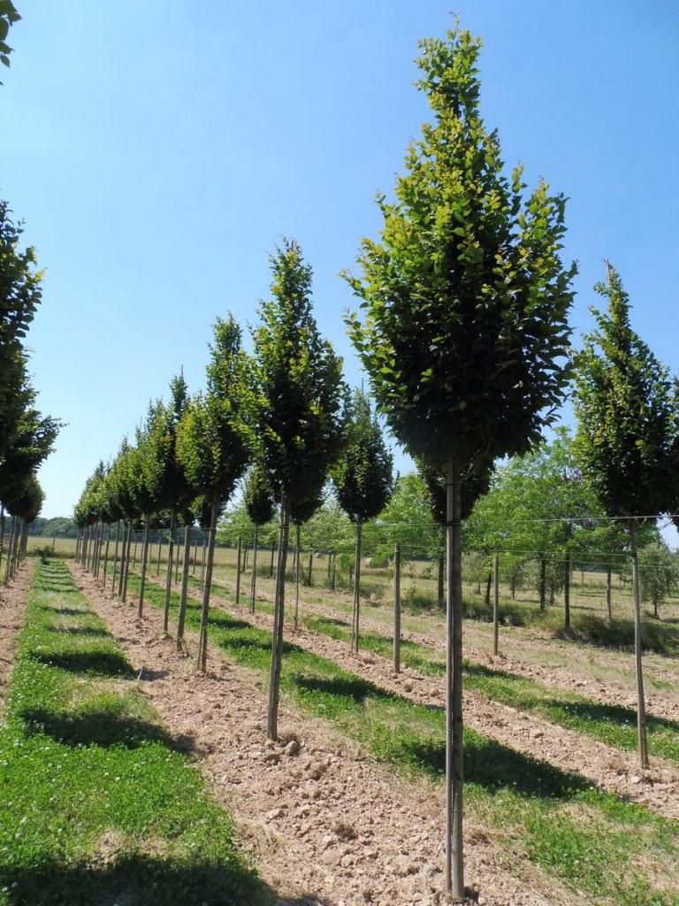 Carpinus Betulus Lucas Low Branch - View 14 from www redcrocus com
