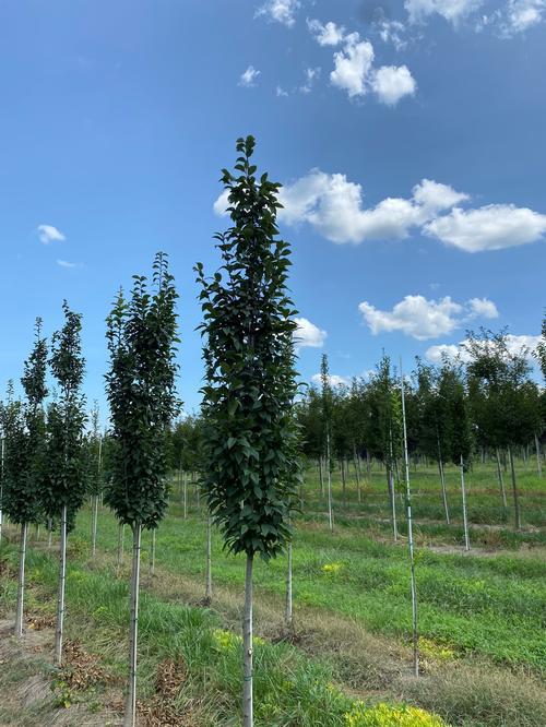 Carpinus Betulus Lucas Low Branch - View 15 from www redcrocus com