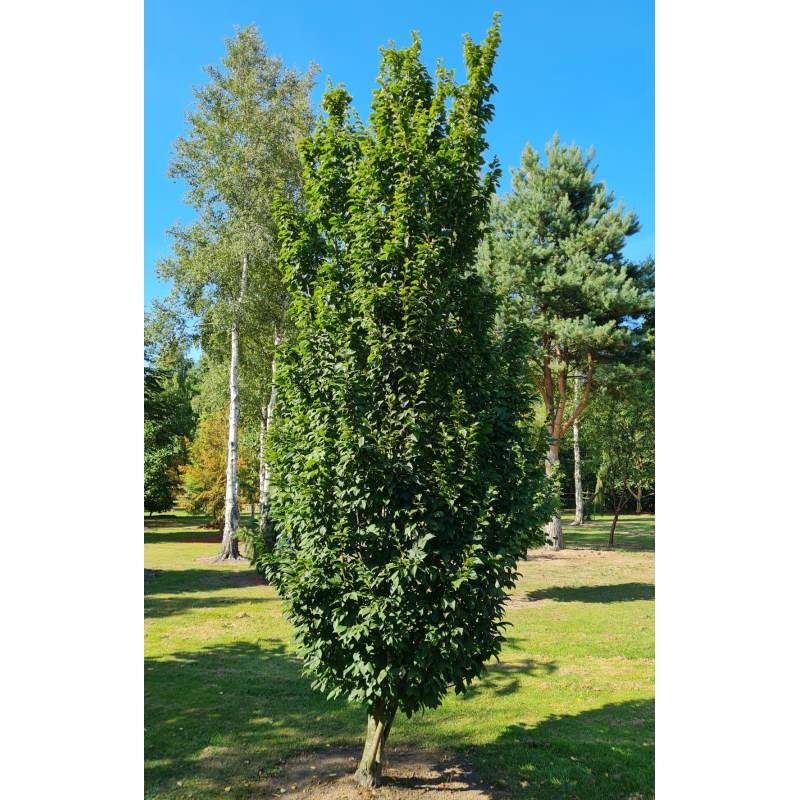 Carpinus Betulus Lucas Low Branch - View 6 from www redcrocus com