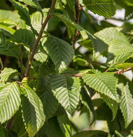 Carpinus Betulus Lucas Low Branch - View 7 from www redcrocus com