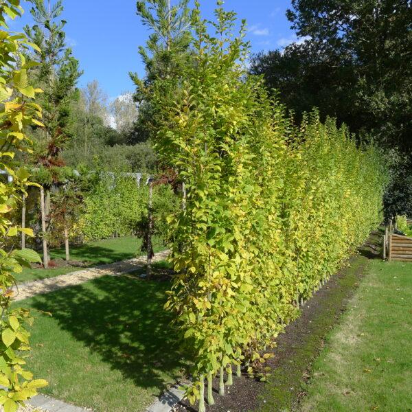 Carpinus Betulus Lucas Low Branch - View 8 from www redcrocus com
