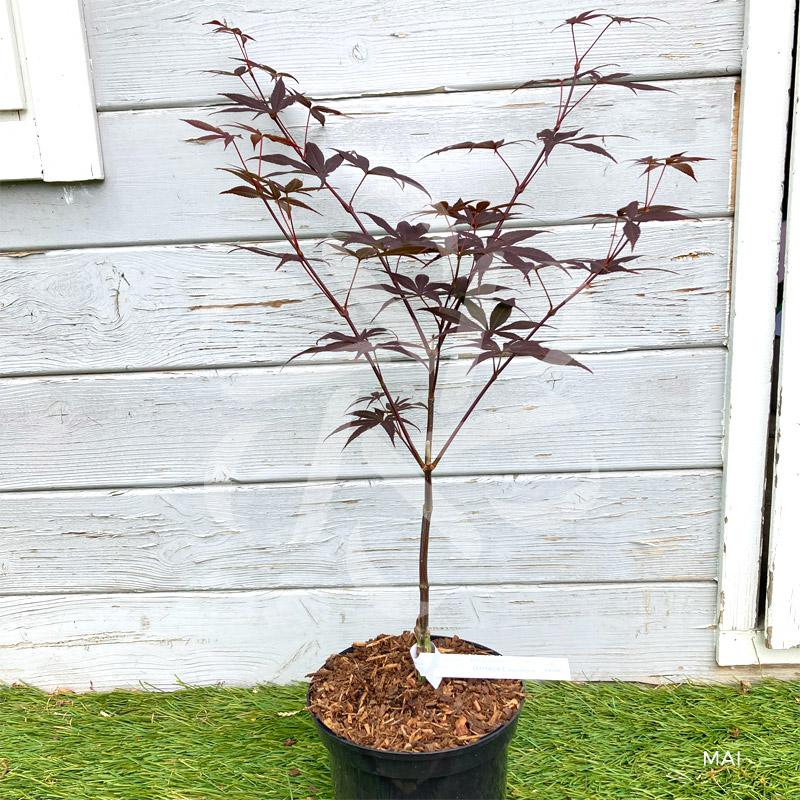 Acer Palmatum Emperor 1 - View 19 from www redcrocus com