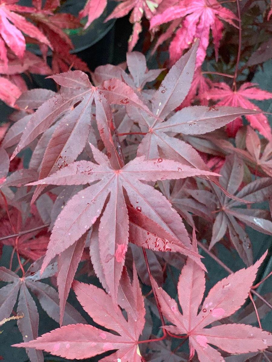 Acer Palmatum Emperor 1 - View 20 from www redcrocus com