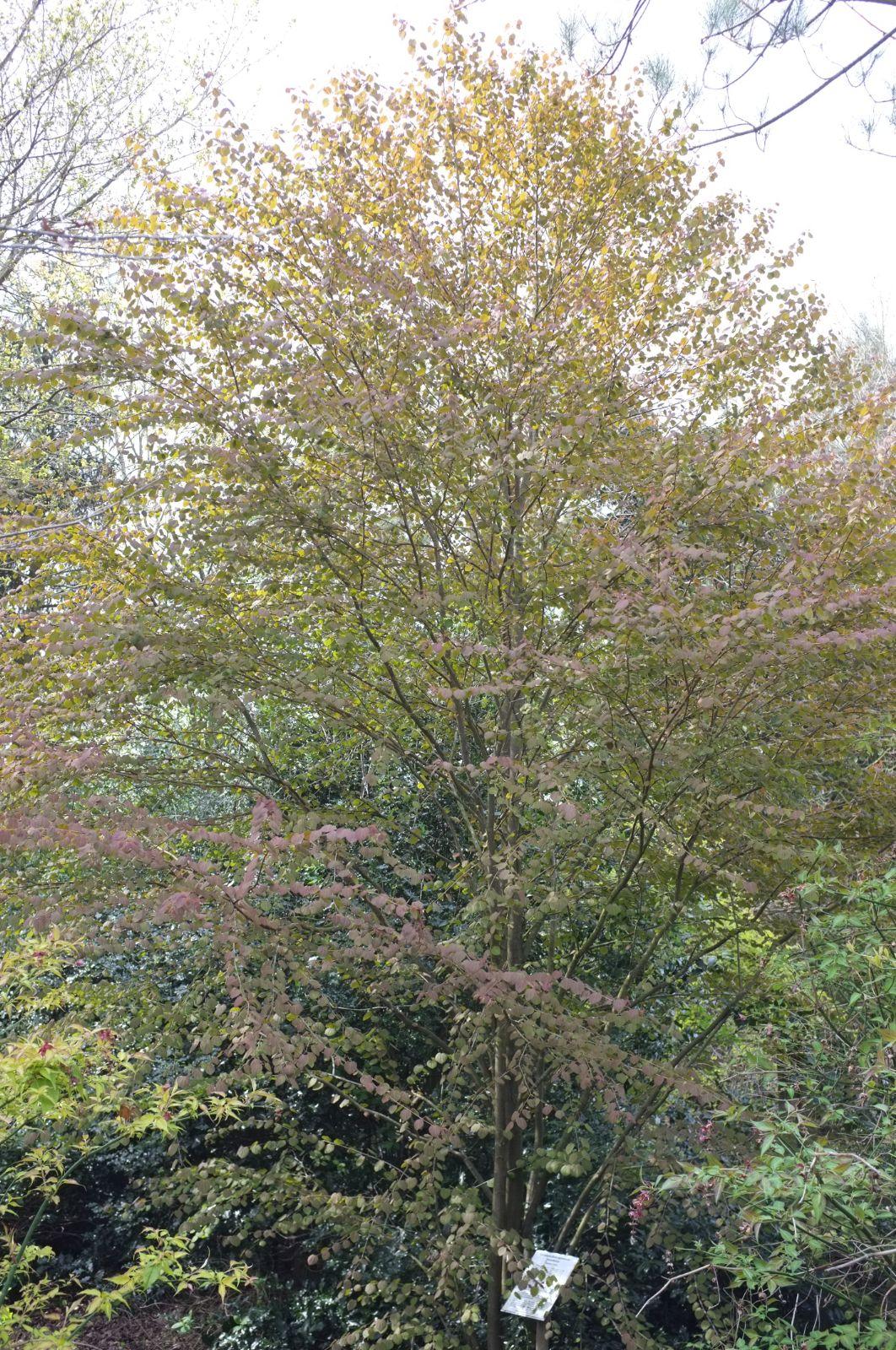 Cercidiphyllum Japonicum Single Stem - View 13 from www redcrocus com