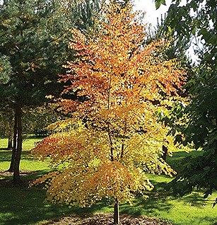 Cercidiphyllum Japonicum Single Stem - View 16 from www redcrocus com