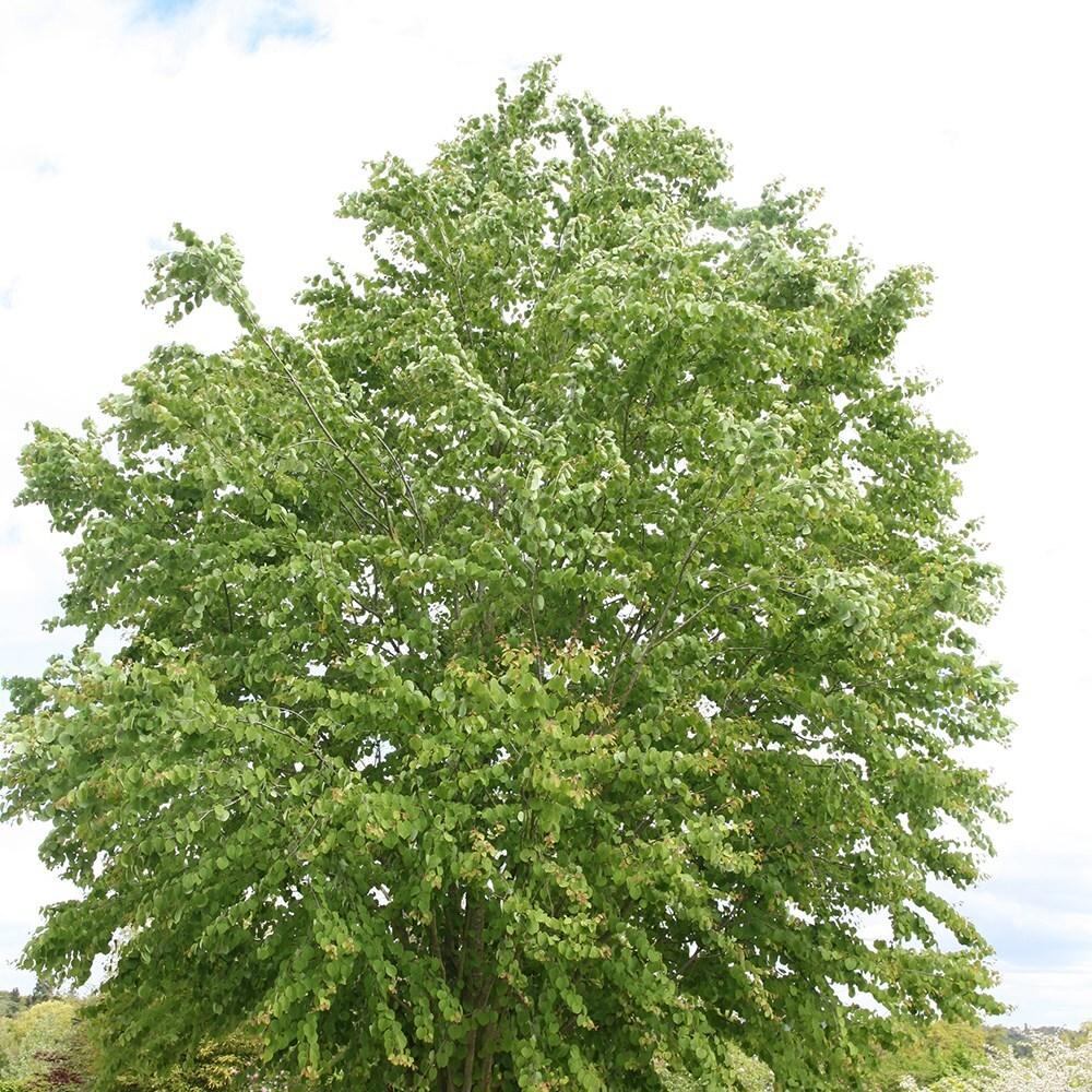 Cercidiphyllum Japonicum Single Stem - View 17 from www redcrocus com
