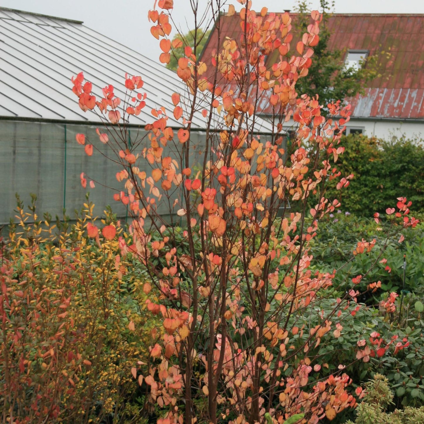 Cercidiphyllum Japonicum Single Stem - View 18 from www redcrocus com