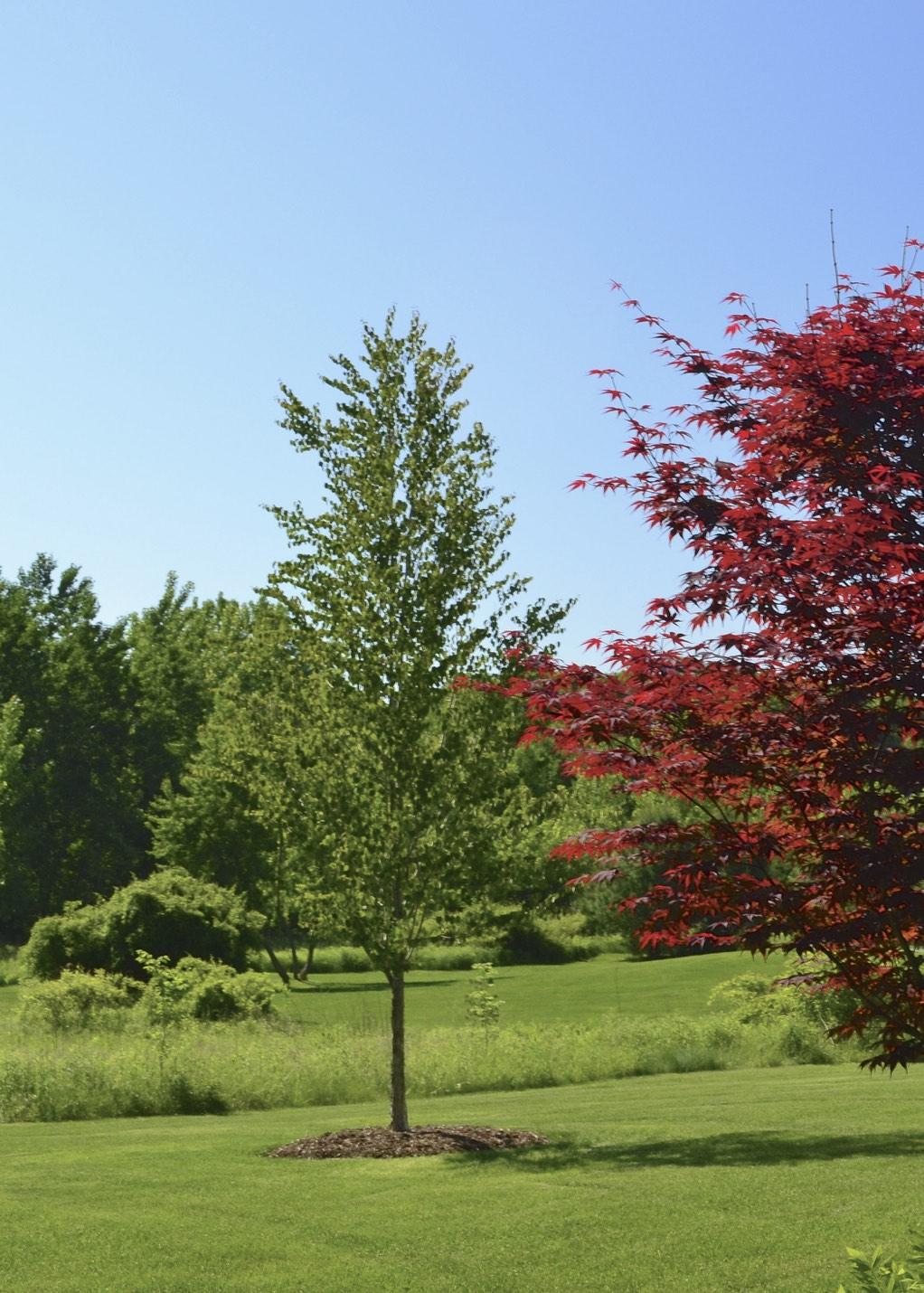 Cercidiphyllum Japonicum Single Stem - View 19 from www redcrocus com