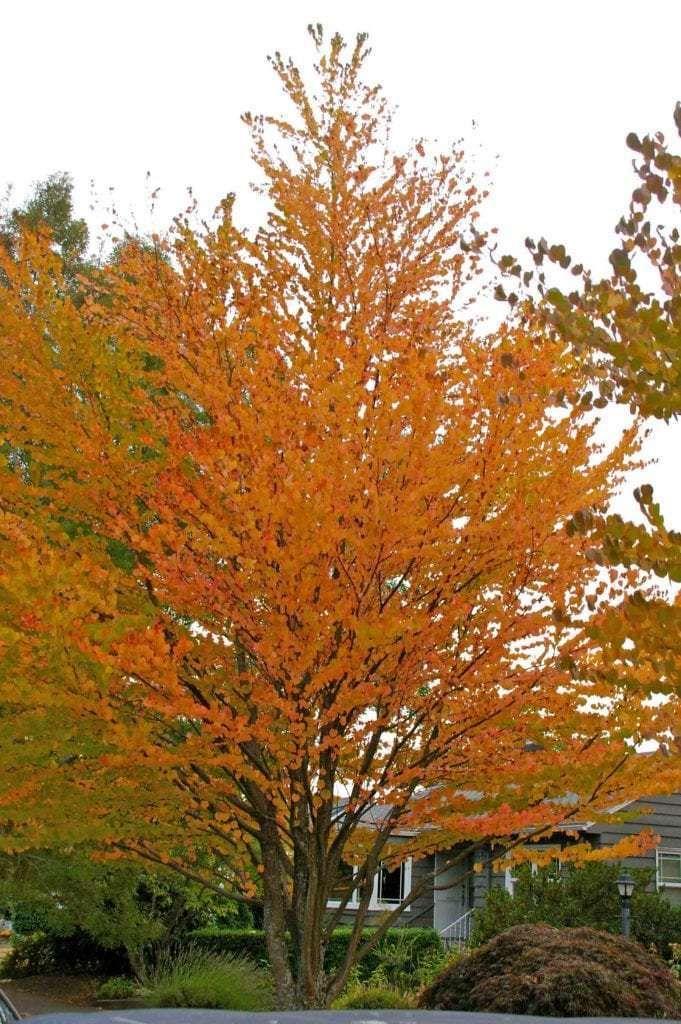 Cercidiphyllum Japonicum Single Stem - View 20 from www redcrocus com