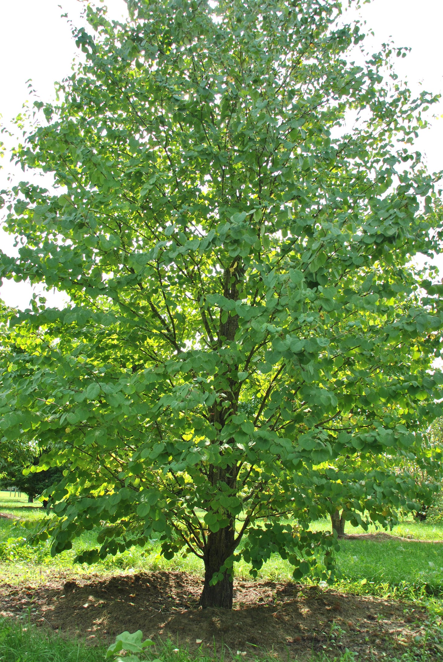 Cercidiphyllum Japonicum Single Stem - View 2 from www redcrocus com