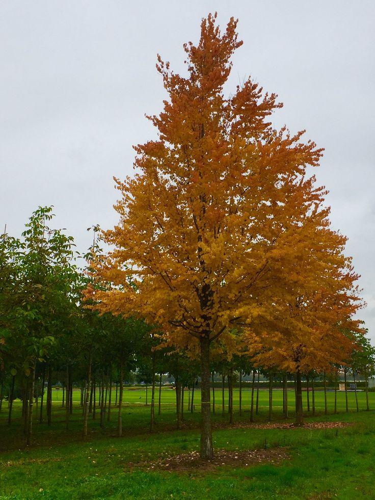 Cercidiphyllum Japonicum Single Stem - View 3 from www redcrocus com