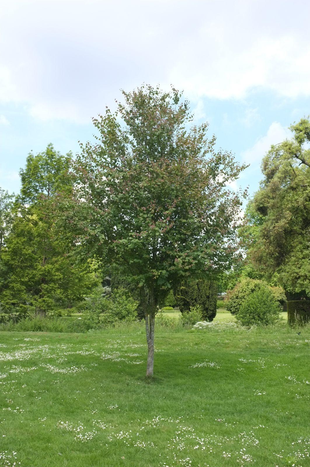 Cercidiphyllum Japonicum Single Stem - View 4 from www redcrocus com