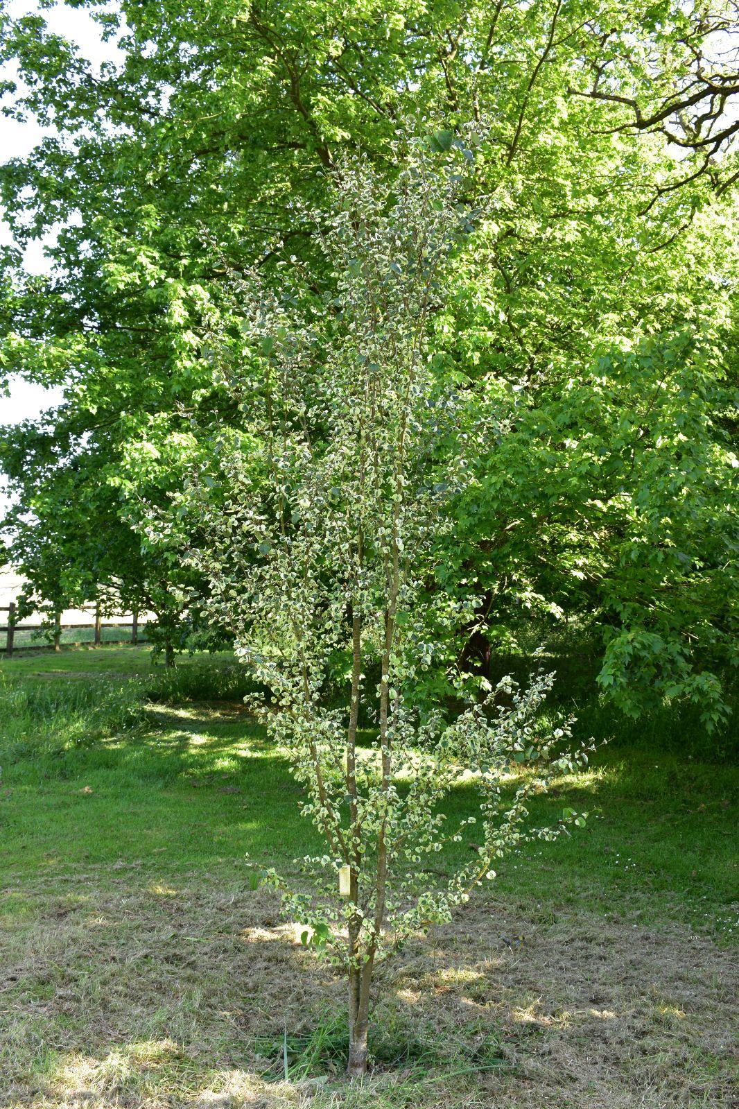 Cercidiphyllum Japonicum Single Stem - View 6 from www redcrocus com