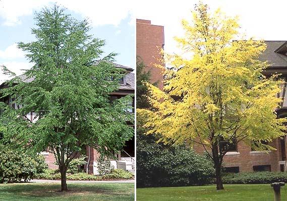 Cercidiphyllum Japonicum Single Stem - View 15 from www redcrocus com