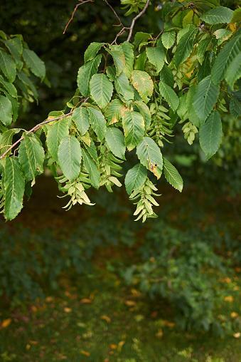 Carpinus Betulus Pinocchio Low Branch - View 12 from www redcrocus com