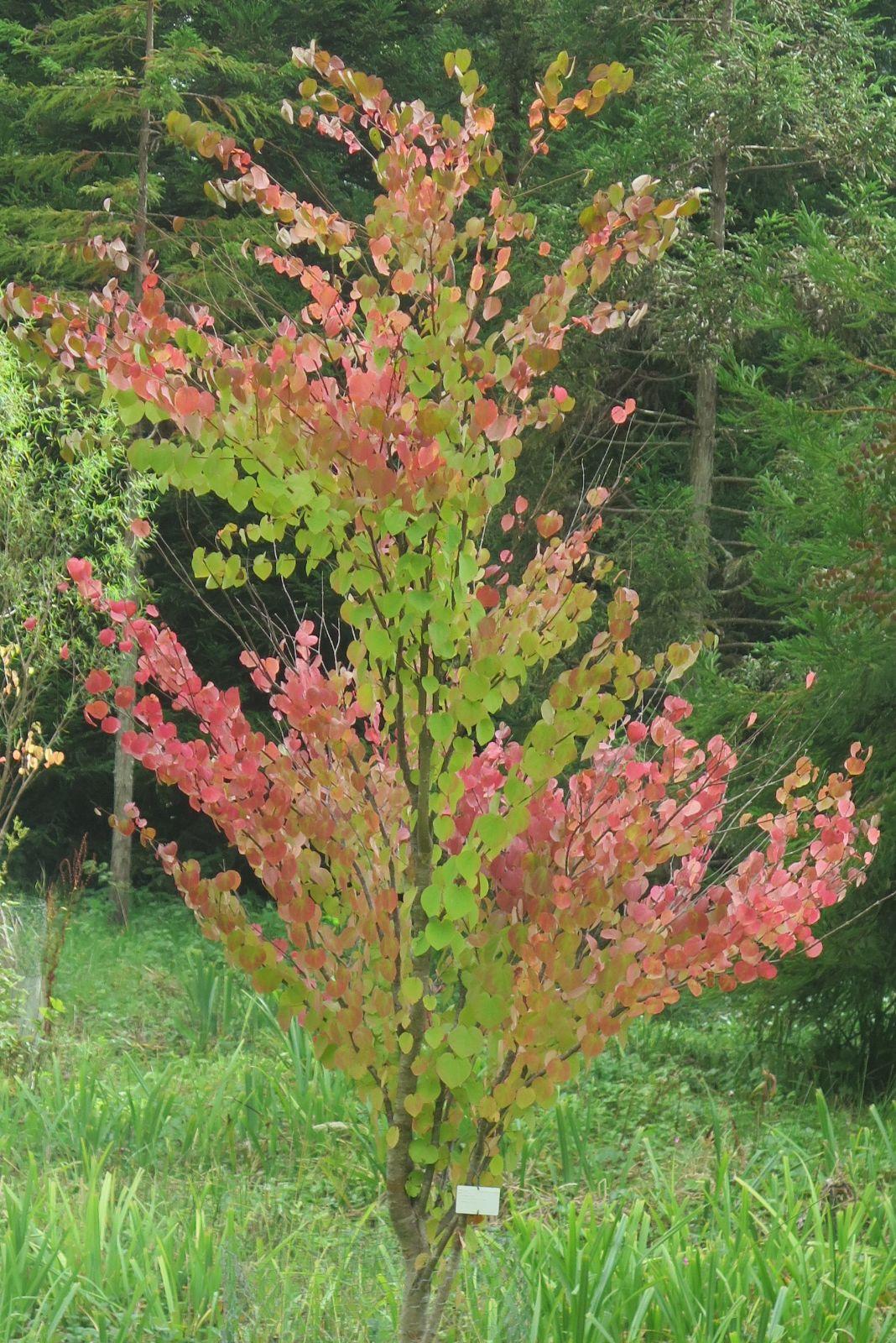 Cercidiphyllum Japonicum - View 12 from www redcrocus com