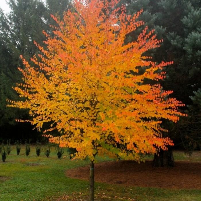 Cercidiphyllum Japonicum - View 14 from www redcrocus com