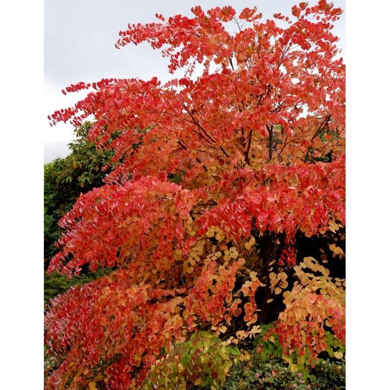 Cercidiphyllum Japonicum - View 22 from www redcrocus com