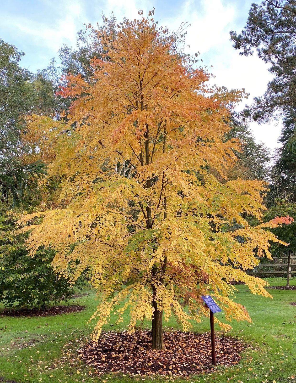 Cercidiphyllum Japonicum - View 2 from www redcrocus com