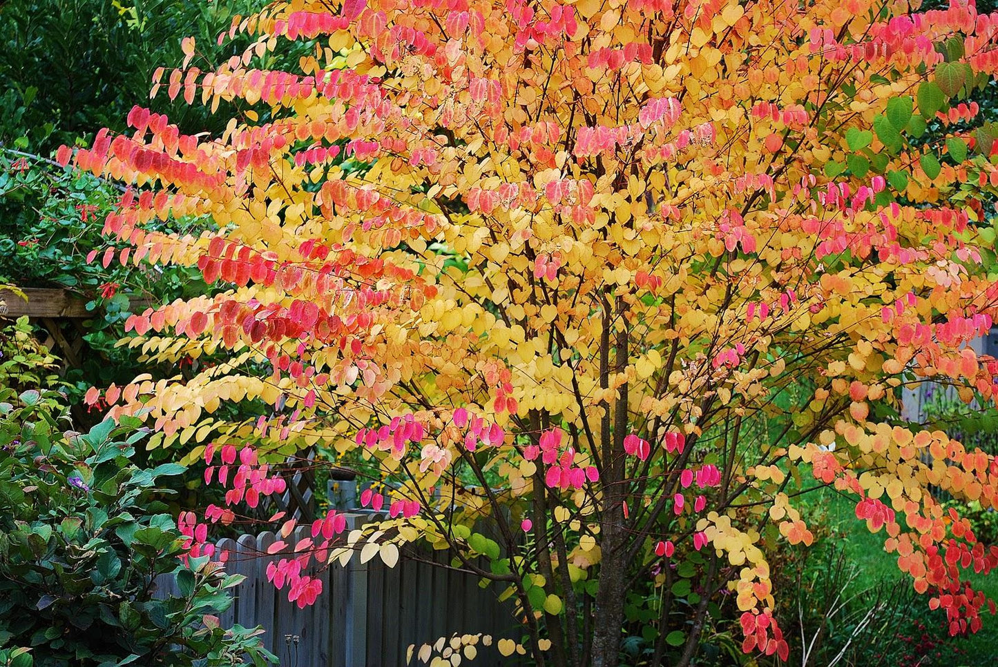 Cercidiphyllum Japonicum - View 3 from www redcrocus com