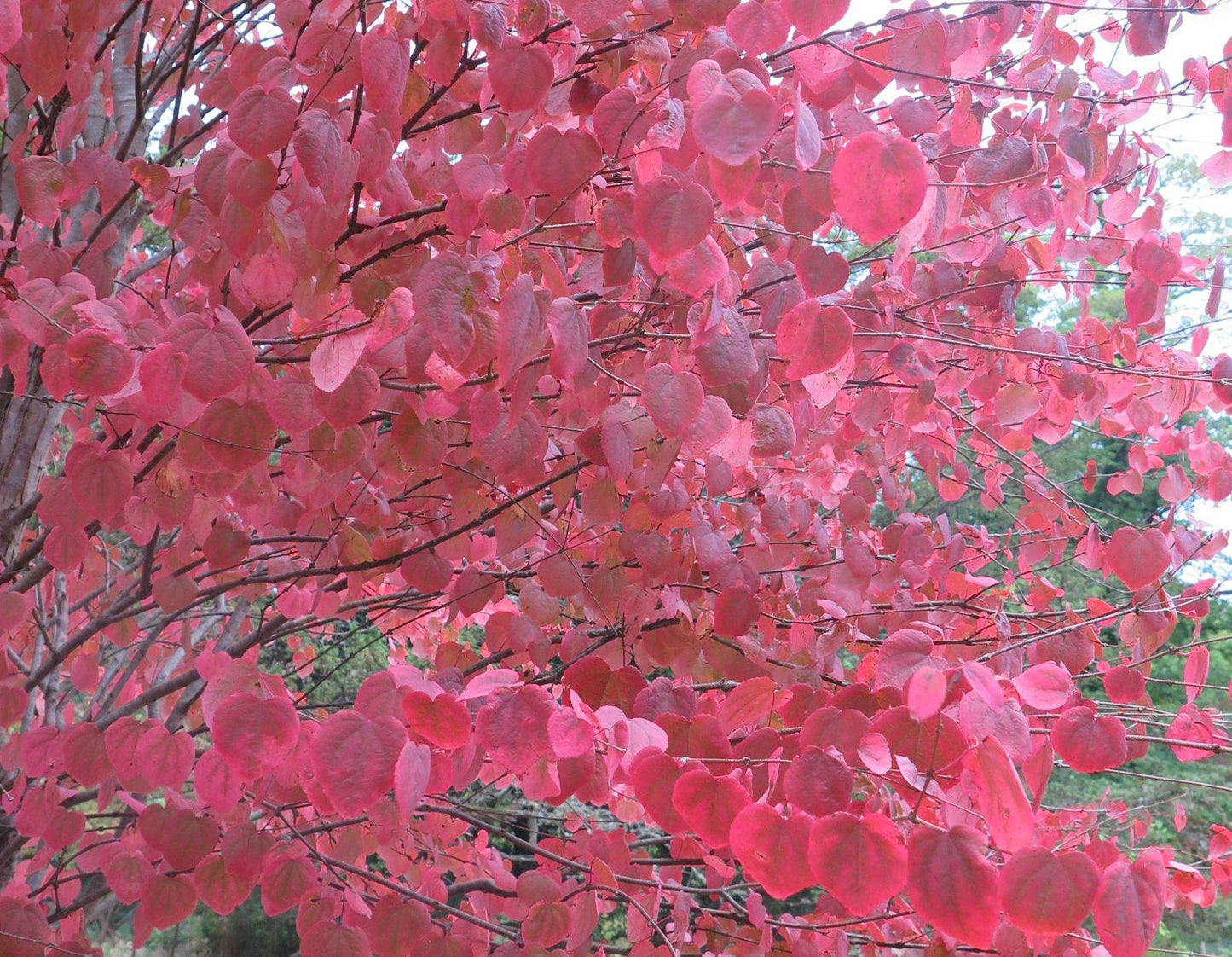 Cercidiphyllum Japonicum - View 7 from www redcrocus com