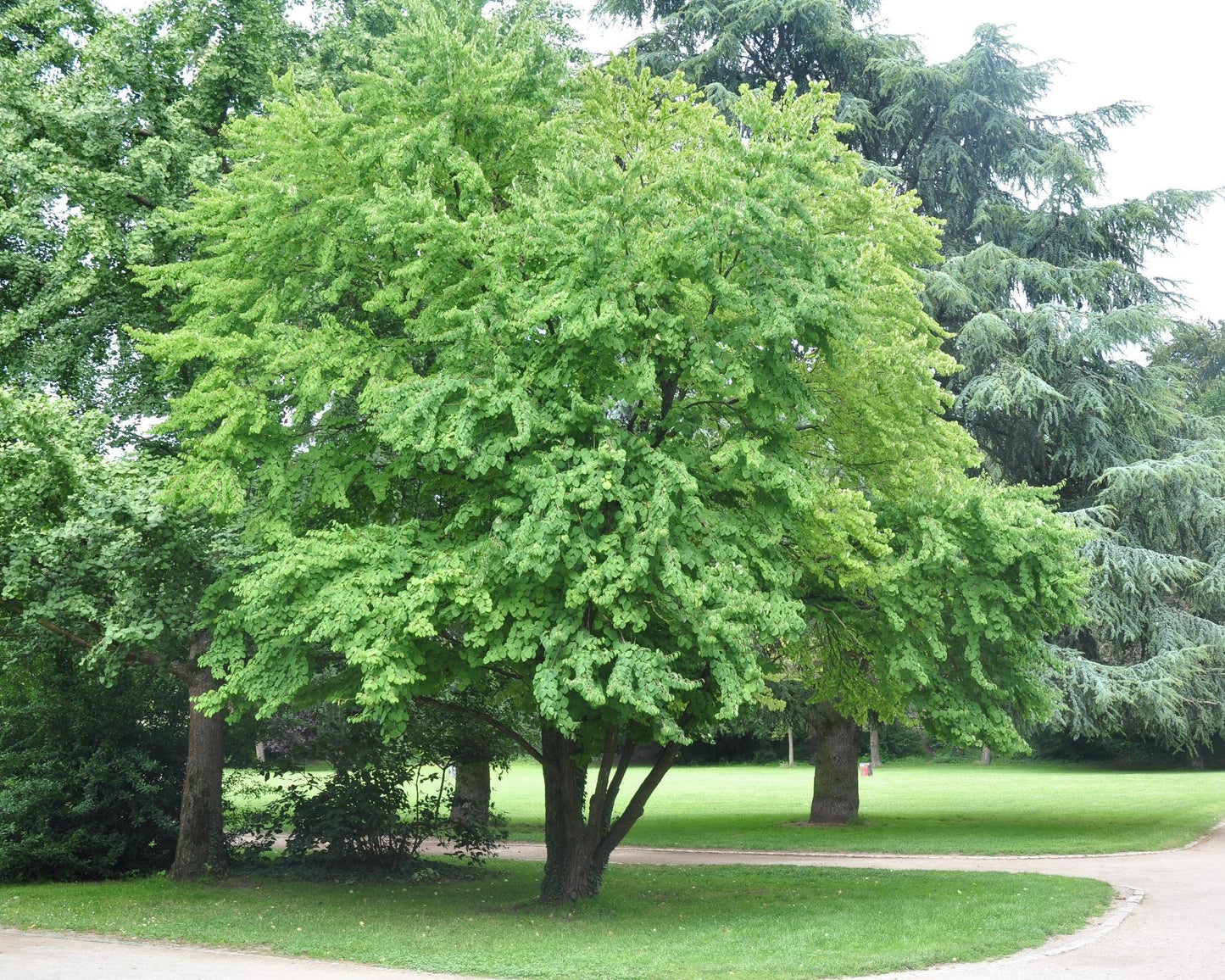 Cercidiphyllum Japonicum - View 8 from www redcrocus com