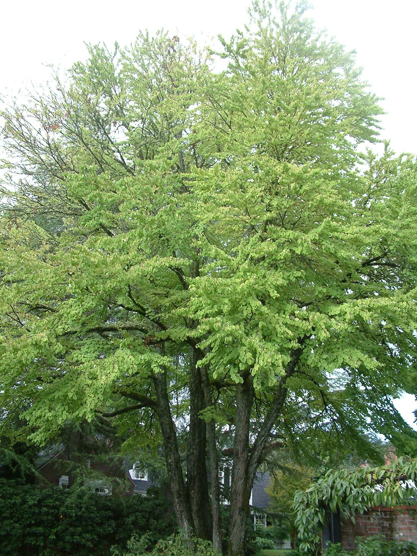 Cercidiphyllum Japonicum - View 9 from www redcrocus com