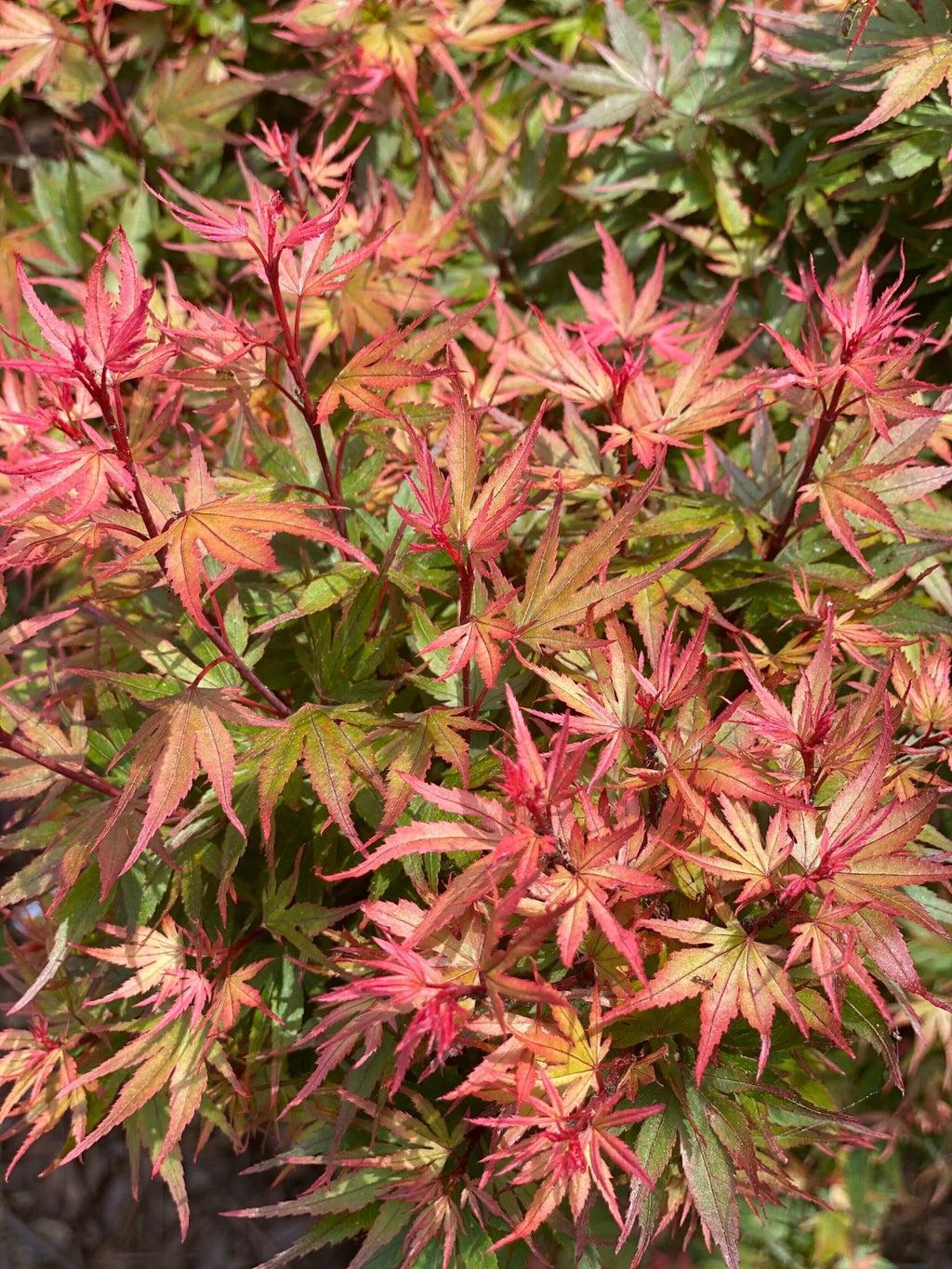 Acer Palmatum Kuro Hime - View 10 from www redcrocus com