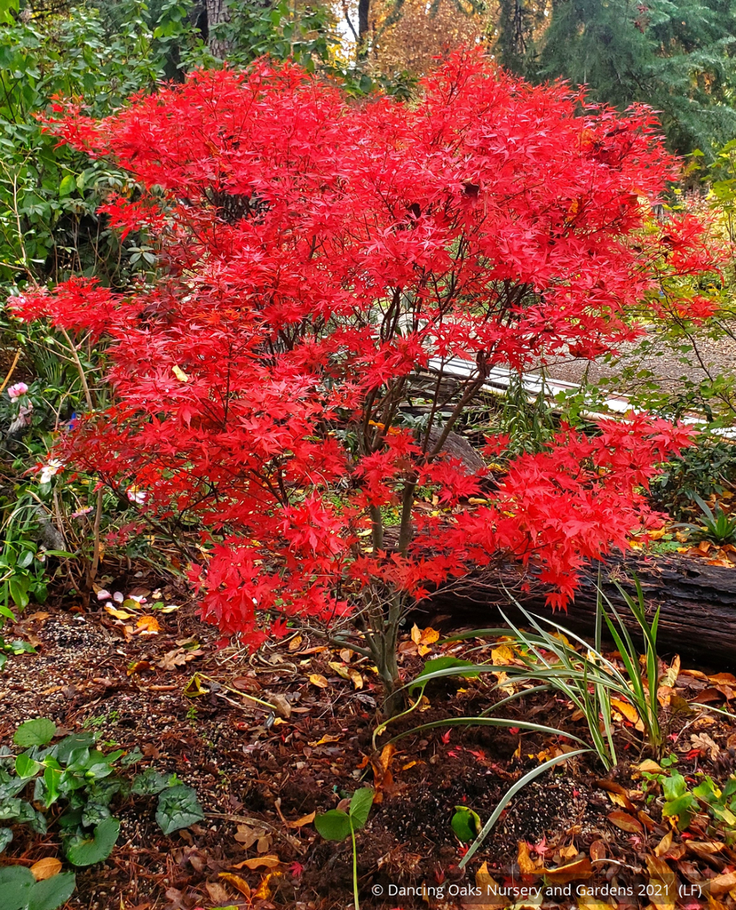 Acer Palmatum Kuro Hime - View 12 from www redcrocus com