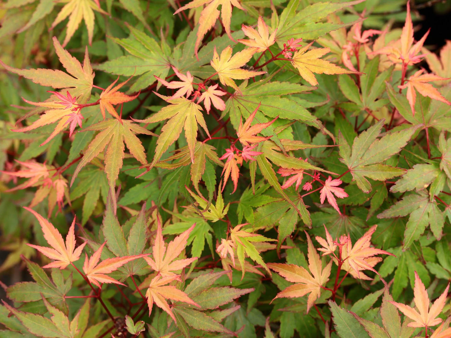 Acer Palmatum Kuro Hime - View 13 from www redcrocus com