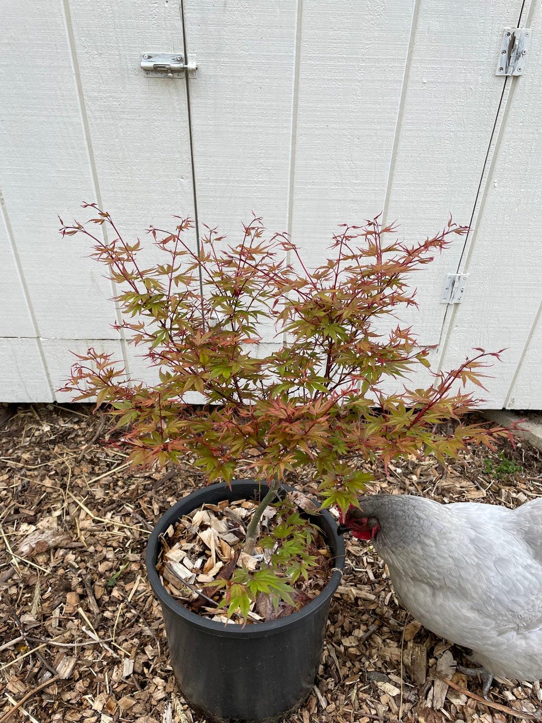 Acer Palmatum Kuro Hime - View 14 from www redcrocus com