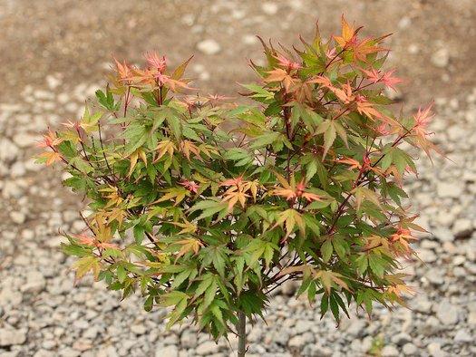 Acer Palmatum Kuro Hime - View 15 from www redcrocus com