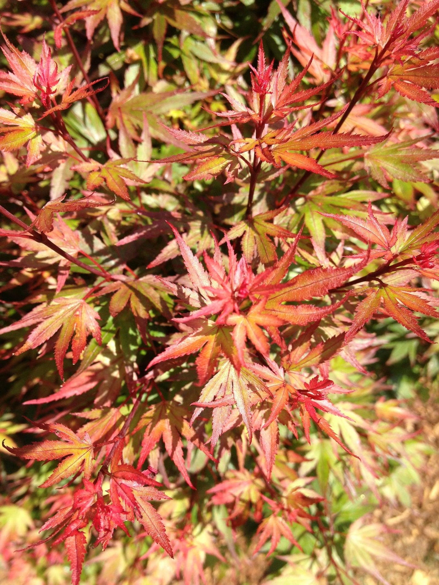 Acer Palmatum Kuro Hime - View 16 from www redcrocus com