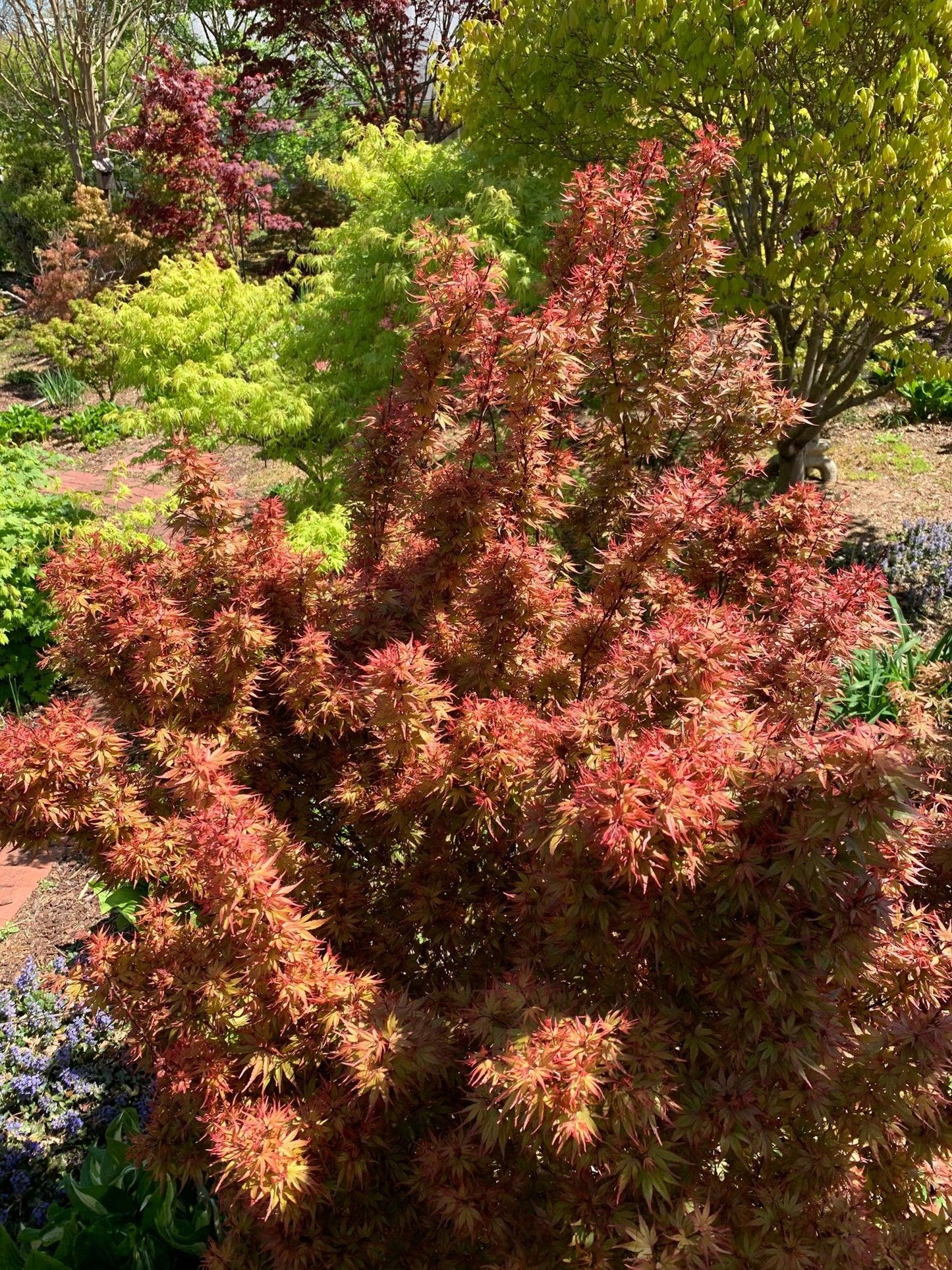 Acer Palmatum Kuro Hime - View 17 from www redcrocus com