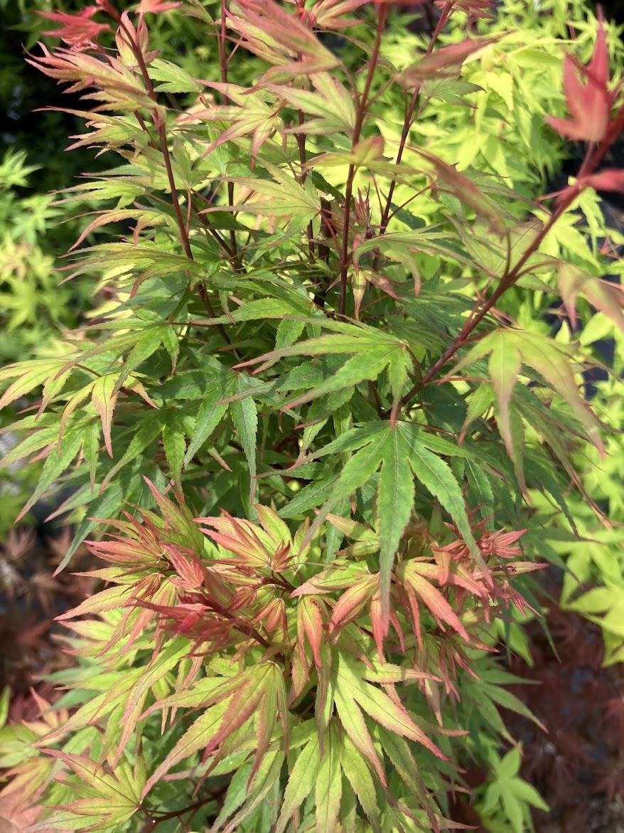 Acer Palmatum Kuro Hime - View 18 from www redcrocus com