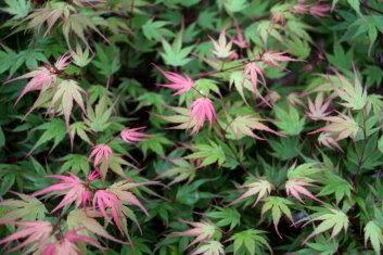 Acer Palmatum Kuro Hime - View 19 from www redcrocus com