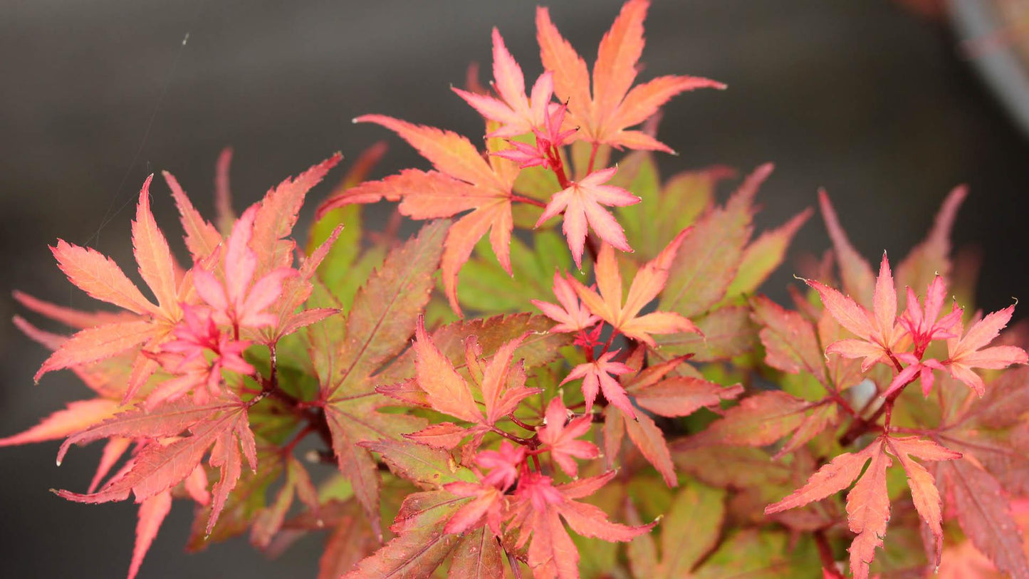 Acer Palmatum Kuro Hime - View 2 from www redcrocus com
