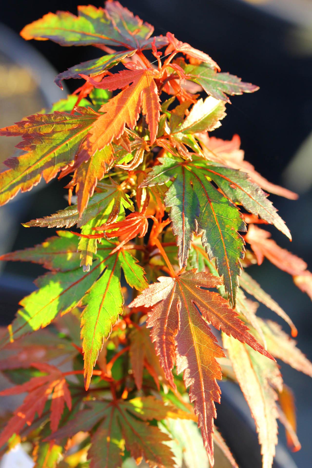 Acer Palmatum Kuro Hime - View 3 from www redcrocus com