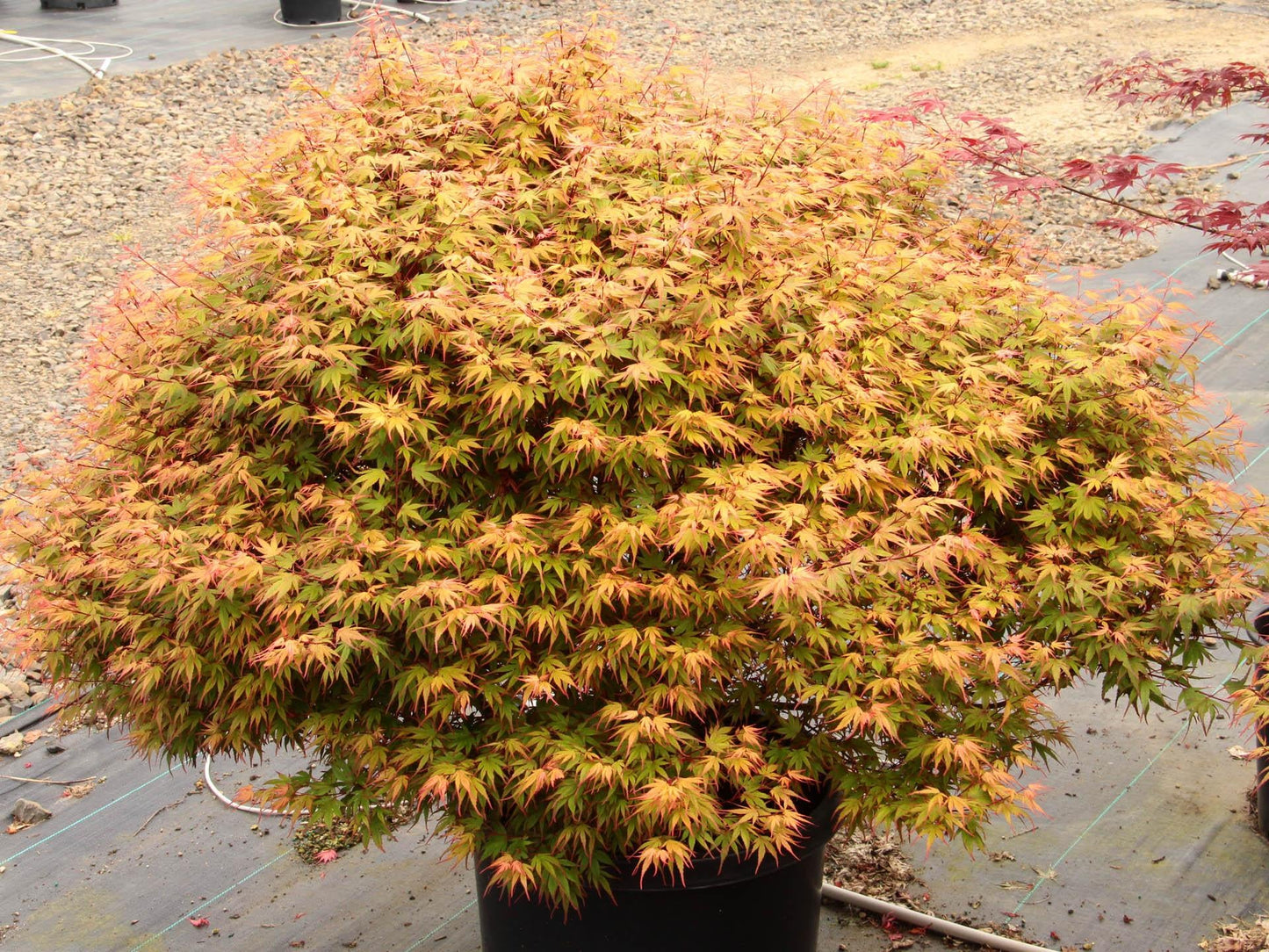 Acer Palmatum Kuro Hime - View 4 from www redcrocus com