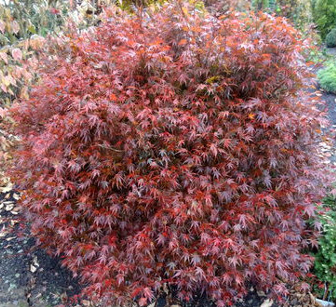 Acer Palmatum Kuro Hime - View 5 from www redcrocus com