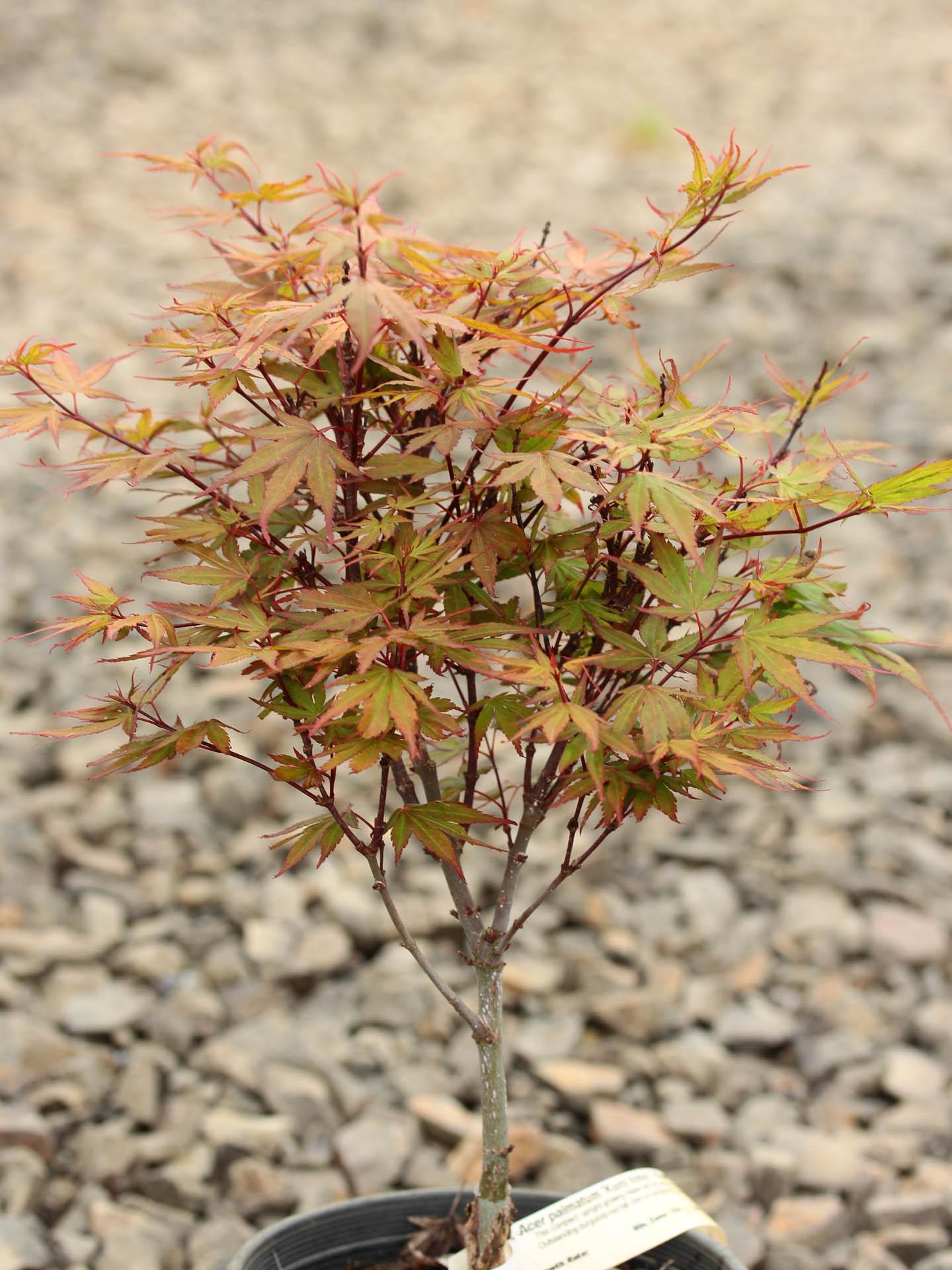 Acer Palmatum Kuro Hime - View 6 from www redcrocus com