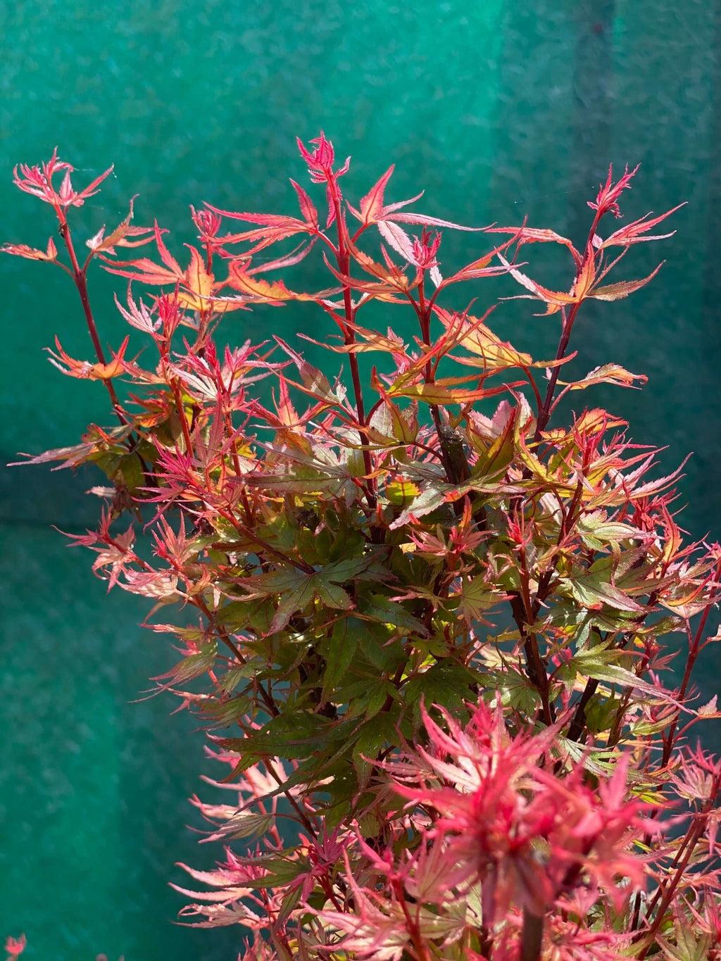 Acer Palmatum Kuro Hime - View 7 from www redcrocus com